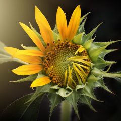 sunflower, nature, flora